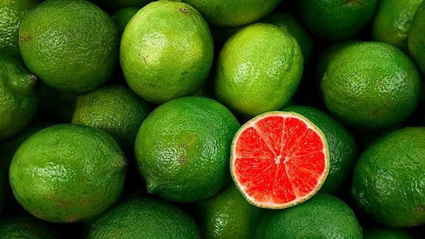 تصویر 5 از خرید و فروش لیمو شیرین توسرخ اعلا با شرایط فوق العاده